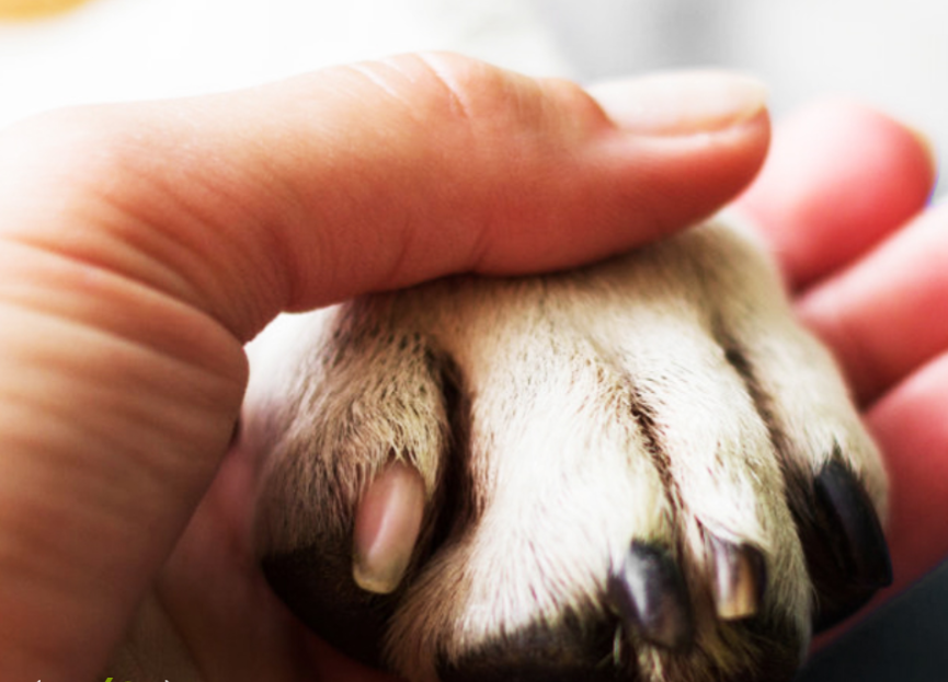 寵物貓疑食用信元產品離世 行業代工亂象與規范需求