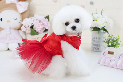 如何選擇代加工工廠，打造自主寵物用品品牌