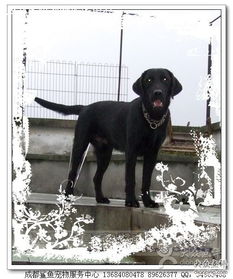 鯊魚寵物服務中心 成都寵物行業(yè)的網(wǎng)絡與信息安全軟件開發(fā)